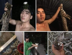 Đề nghị xử lý dân quân xã giết mèo rừng quý hiếm rồi đăng lên Facebook