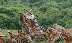 Đàn hổ 'rỗi việc' chen nhau nhảy bắt chú chim bé tẹo