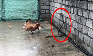 Gà mẹ dữ tợn mổ rắn hổ no đòn