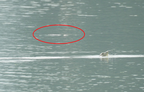 Phát hiện 2 con rùa Hoàn Kiếm cùng nổi lên ở hồ Đồng Mô, Hà Nội