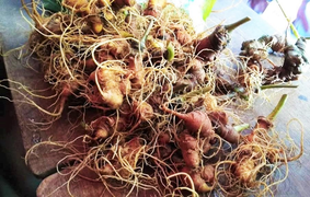 Chợ sâm bạc tỷ trên đỉnh Ngọc Linh chuyển sang bán online