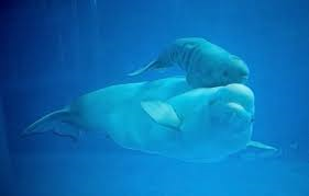 Kinh ngạc khoảnh khắc cá voi chui ra từ bụng mẹ