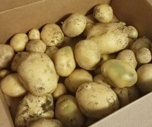 Những thực phẩm có thể gây độc cho cơ thể