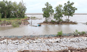 Sạt lở 3,3km đê biển, Cà Mau ban bố tình trạng khẩn cấp