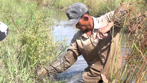 'Sát thủ' săn cua đồng bằng móc sắt ở An Giang