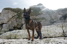 Chú chó anh hùng mất chân vì tiêu diệt khủng bố