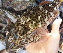 Làn sóng COVID-19 thứ 2 khiến giá tôm hùm, cá mú 'chạm đáy'