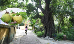Cận cảnh rặng thị cổ gần nghìn năm tuổi ở Hải Phòng chín vàng mùa Vu Lan