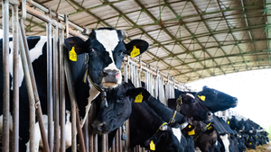 Vì sao NutiFood tự tin tuyên bố sữa đạt chuẩn cao thế giới?