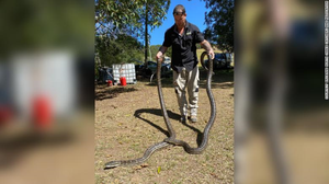 Cặp trăn 'béo phì' đối đầu kịch liệt để giành con cái 