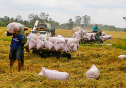 Giá gạo Việt Nam xuất khẩu cao nhất gần 9 năm