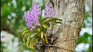 Trồng phong lan rừng: Nghề sang chảnh làm chơi, ăn thật