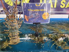 Tôm hùm rớt giá chưa từng có