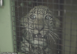 Cảm động khoảnh khắc báo con mắc kẹt dưới giếng nước sâu đoàn tụ với mẹ