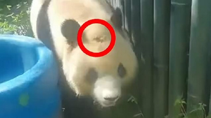 Nguyên nhân bất ngờ khiến gấu trúc trong sở thú Trung Quốc bị hói