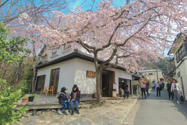 Cố đô Kyoto - nơi lưu giữ ký ức Nhật Bản xưa