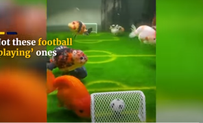 Thích thú trận đấu bóng giữa đàn cá vàng