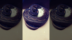 Trăn 62 tuổi đẻ trứng dù không 'chung đụng' với con đực suốt 20 năm