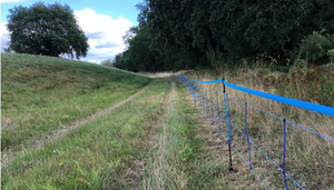 Trung Quốc cấm nhập khẩu thịt lợn Đức do dịch tả lợn châu Phi