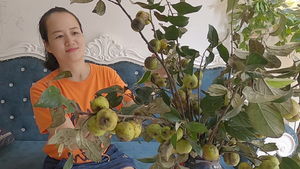 Độc đáo thú chơi 'hoa' táo mèo Tây Bắc