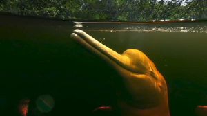 Cận cảnh cá heo hồng săn mồi trong bóng tối