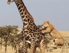 Sư tử tách mẹ con hươu cao cổ để làm thịt từng con