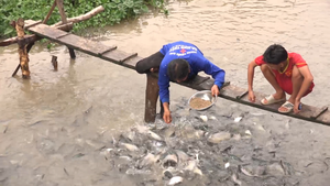 Nông dân bỏ tiền mua thức ăn, đốt đèn canh giữ đàn cá 'trời cho'