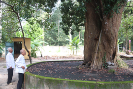 Mục sở thị 2 'cụ' vải thiều hơn 300 năm tuổi ở miền Tây