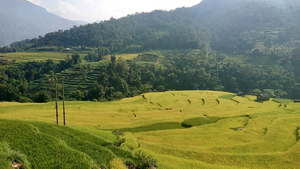 Đến Hoàng Su Phì ngắm cảnh lúa chín tuyệt đẹp 