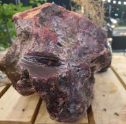 Lặn biển ngắm san hô, nhặt được 2 khối đá nghi long diên hương bạc tỷ