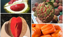 4 loại quả ruột đỏ giá 'chát' vẫn hút khách Việt