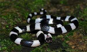 Người đàn ông ở Gia Lai mang theo rắn cạp nia vào phòng cấp cứu