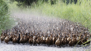 Hàng nghìn con vịt làm sạch ruộng lúa ở Thái Lan