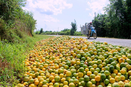 Xót xa cam Vinh rụng đầy vườn, đổ đống bên đường