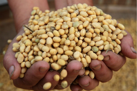 Tại sao Trung Quốc bất ngờ mua gấp đôi sản lượng đậu nành từ Mỹ?