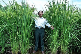 Trung Quốc khoe lúa cao quá đầu người, sản lượng gấp rưỡi