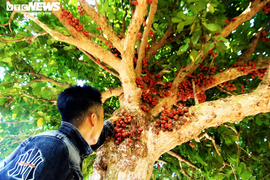 Ảnh: Rực đỏ dâu đất chín mọng ở vùng trung du xứ Quảng