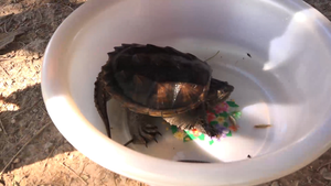 Nhóm thanh niên ở An Giang bắt được rùa lạ