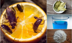 Mẹo đuổi gián đơn giản mà hiệu quả bất ngờ
