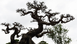 Cây sanh 200 năm tuổi ở Hà Nội, 12 tỷ đồng chưa bán