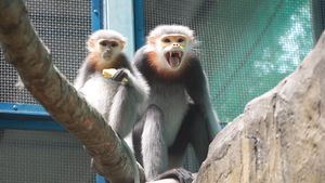 Vẻ đẹp loài voọc chà vá chân xám quý hiếm trong Thảo Cầm Viên Sài Gòn