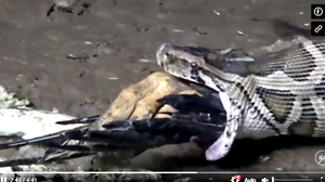 Trăn khổng lồ cố nôn ra cả con ngỗng để chạy trốn