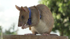 Chuột dò mìn được trao huân chương dũng cảm