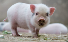 Tử vi hôm nay 28/9 của 12 con giáp: Tuổi Hợi gánh thêm khoản nợ