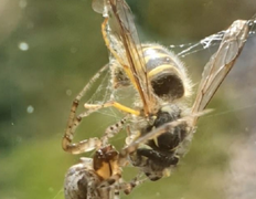 Video: Lạc vào mạng nhện, ong bắp cày bị xé toạc đầu đau đớn