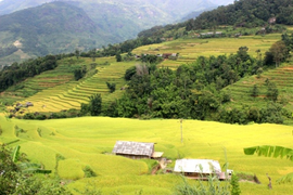 Đến Hà Giang ngắm mùa lúa chín đẹp nao lòng