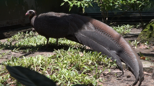 Vẻ đẹp lộng lẫy của chim trĩ sao quý hiếm trong Thảo Cầm Viên Sài Gòn