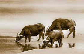 Tử vi hôm nay 30/9 của 12 con giáp: Nữ tuổi Sửu cần đề phòng 'tiểu tam'