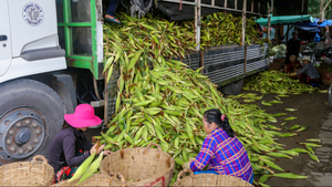 Bên trong khu chợ bắp lớn nhất TP.HCM