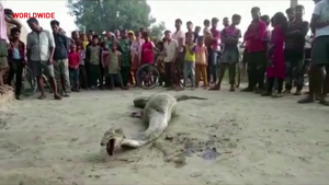 Clip: Tham nuốt mồi lớn, con trăn phải nhờ tới kiểm lâm viên để về rừng